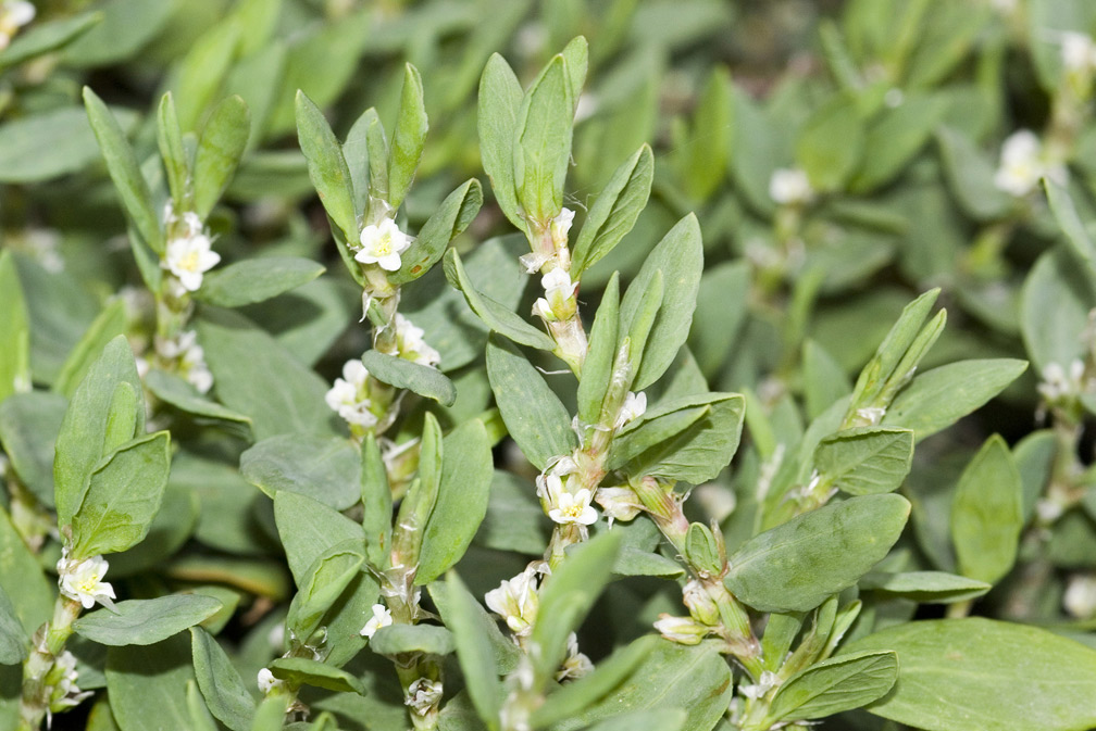 Polygonum maritimum